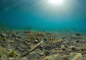 Sunlit Perch.
D3 15mm - today, water now a balmy 7'C. by Mark Thomas 
